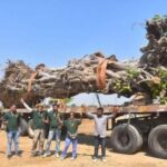 In Bangladesh, Islamists cut down a 200-year-old banyan tree, objecting to ‘un-Islamic’ local rituals practiced around it