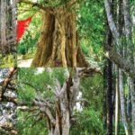 Bihar selects 32 trees for ‘Heritage Tree’ status