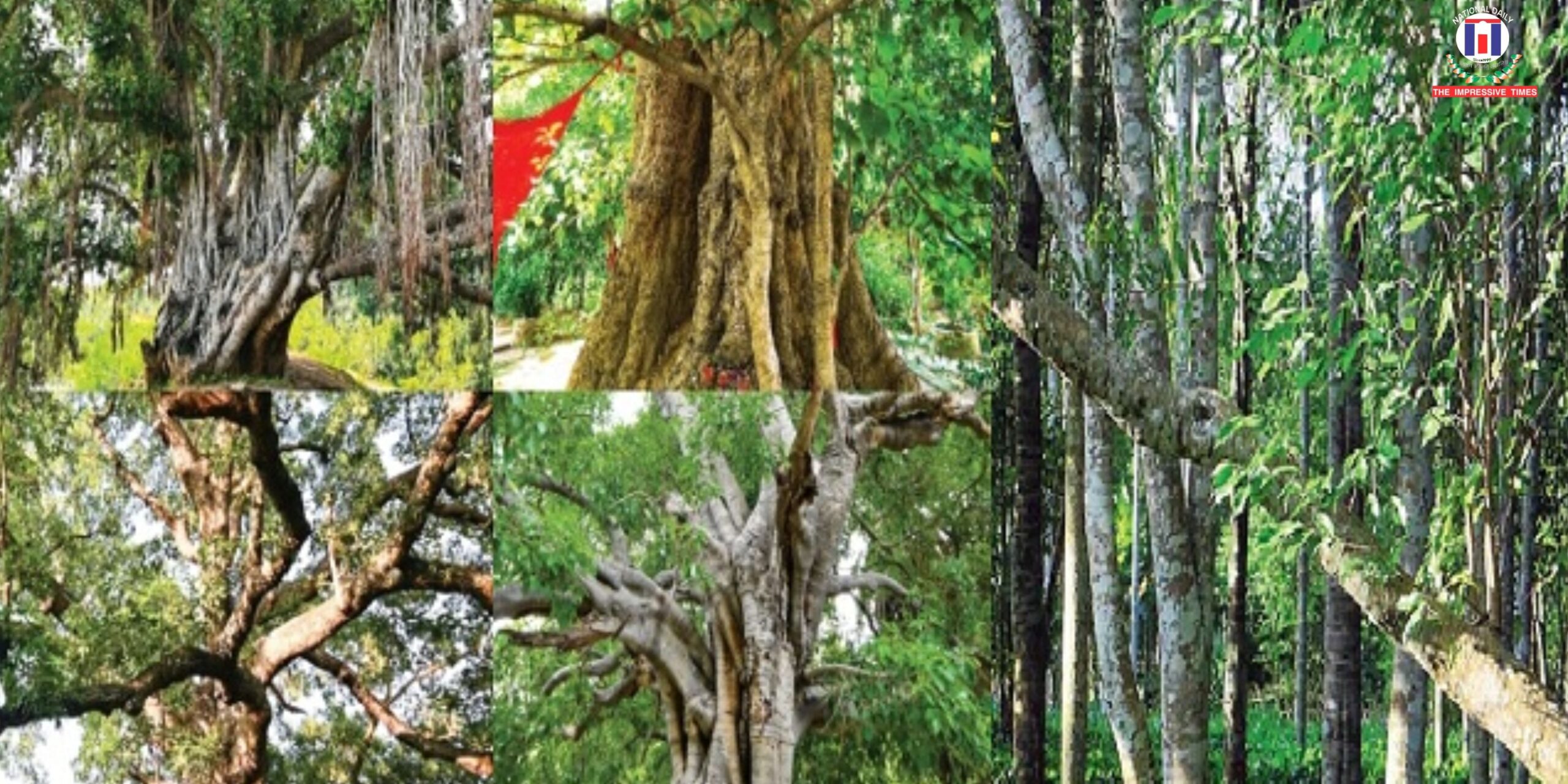 Bihar selects 32 trees for ‘Heritage Tree’ status