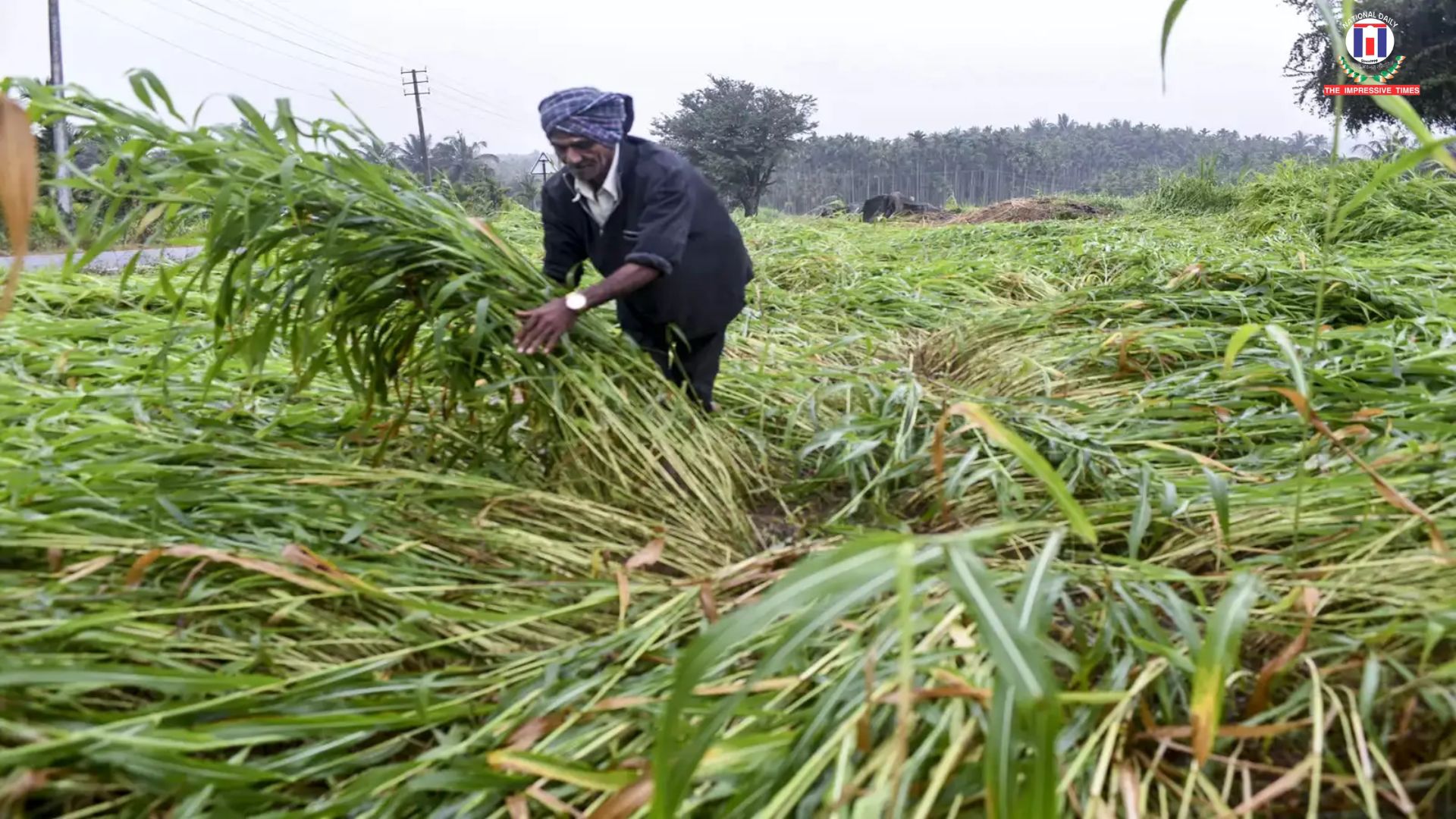 Kharif Sowing Surges: Area Coverage as of June 20, 2025 Shows Strong Agricultural Momentum
