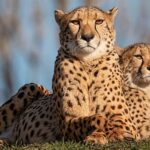 Third Batch of African Cheetahs to Arrive at Kuno National Park on Saturday