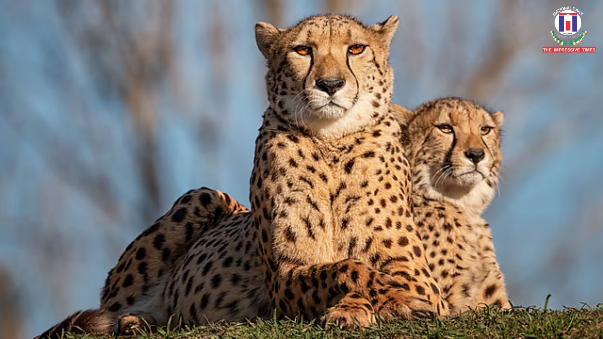 Third Batch of African Cheetahs to Arrive at Kuno National Park on Saturday
