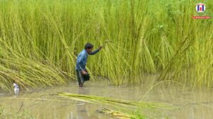 Centre Raises MSP for Raw Jute to ₹5,925 per Quintal for 2026-27 Season