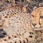 Five New Cubs Boost India’s Cheetah Count to 53 in Major Conservation Milestone