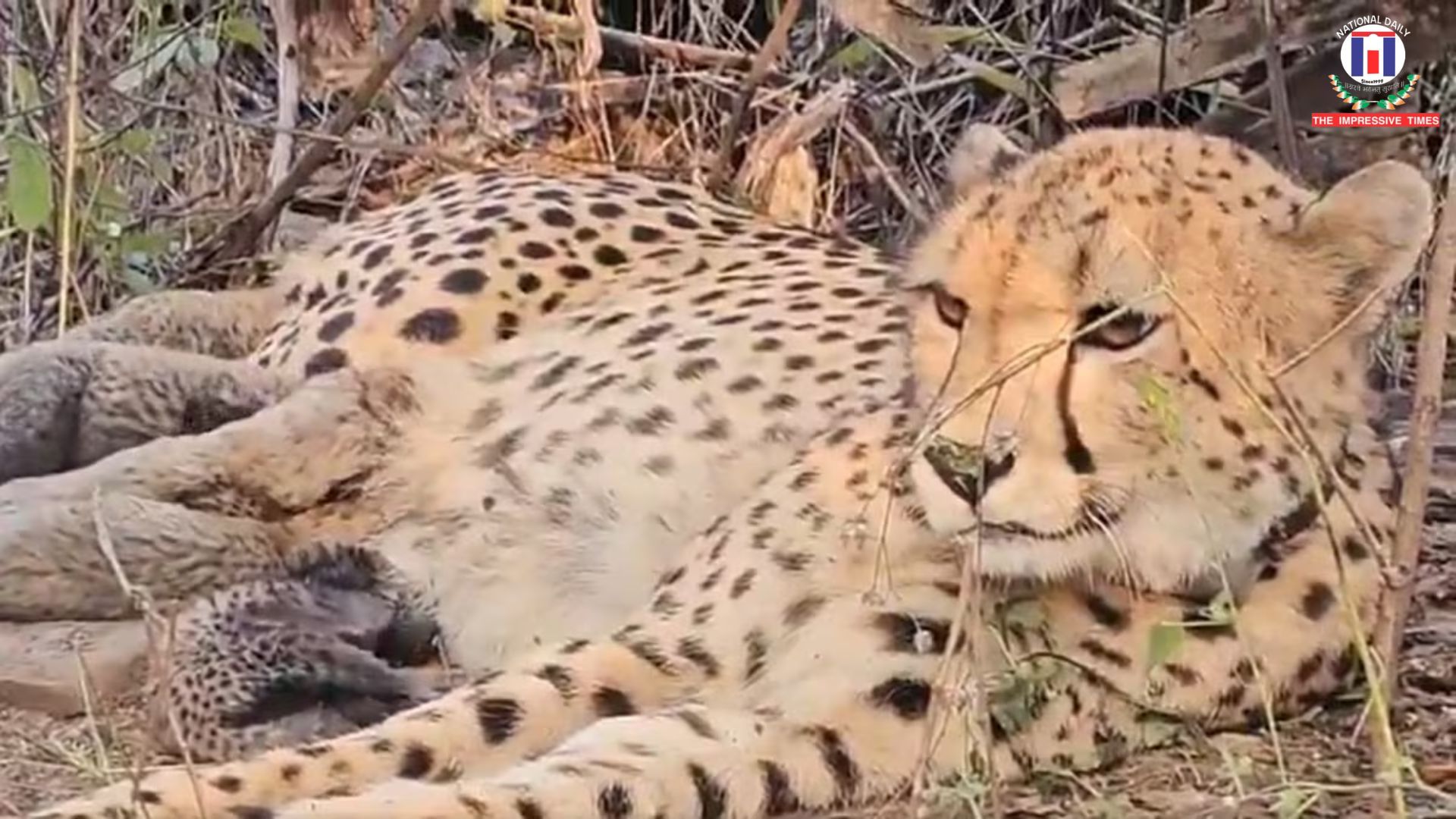 Five New Cubs Boost India’s Cheetah Count to 53 in Major Conservation Milestone