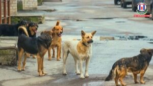 NHRC Seeks Report Over Alleged Negligence in Dog-Bite Death Case in Haryana’s Sonipat