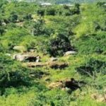 Delhi Government Plans Themed Forests to Expand Urban Green Cover