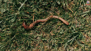 Woman Sneezes Out Worms in Rare Nasal Infection Caused by Sheep Parasite