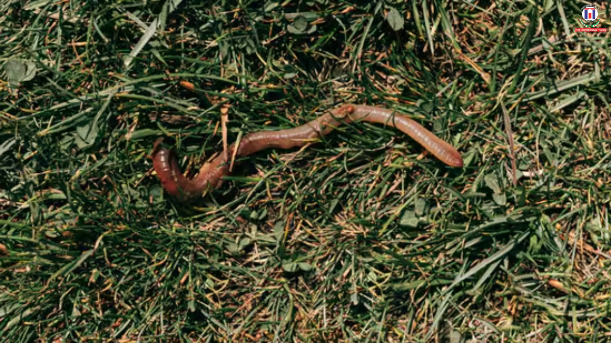 Woman Sneezes Out Worms in Rare Nasal Infection Caused by Sheep Parasite