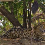 Rare ‘Cloud Jaguar’ Sighting in Honduras After a Decade Revives Conservation Hopes