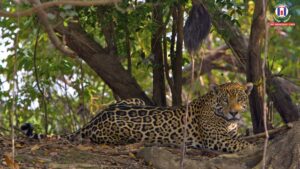 Rare ‘Cloud Jaguar’ Sighting in Honduras After a Decade Revives Conservation Hopes