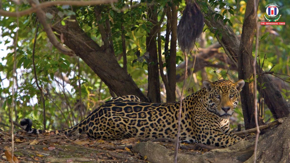 Rare ‘Cloud Jaguar’ Sighting in Honduras After a Decade Revives Conservation Hopes