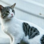 Pet Cat Dispute Sparks Neighbour Clash in Bengaluru, Police Mediate Settlement