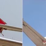 SpiceJet Aircraft Hits Akasa Jet at Delhi Airport, Probe Launched