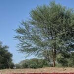 CAG Audit Exposes Irregularities in SC/ST Land Transfers in Odisha