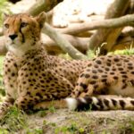 Four South African Cheetahs Arrive at Bannerghatta Biological Park Under Conservation Programme