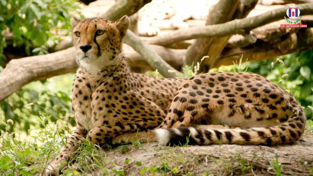 Four South African Cheetahs Arrive at Bannerghatta Biological Park Under Conservation Programme