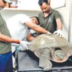 50kg Indian Flapshell Turtle Rescued From Polluted East Delhi Waterbody
