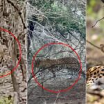 Tiger, Leopard and Cheetah Spotted Together in Rare Wildlife Convergence at Ranthambore