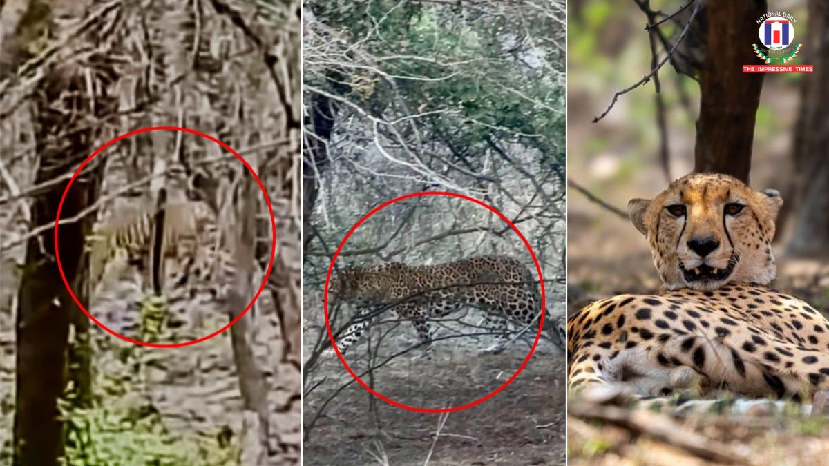 Tiger, Leopard and Cheetah Spotted Together in Rare Wildlife Convergence at Ranthambore