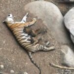 Mystery Deepens as Tiger and Cub Found Dead in Madhya Pradesh’s Panna and Kanha Reserves