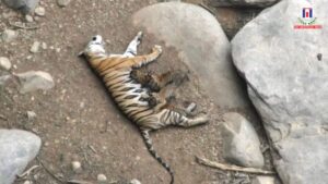 Mystery Deepens as Tiger and Cub Found Dead in Madhya Pradesh’s Panna and Kanha Reserves