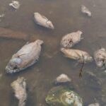 Toxic Waste Triggers Mass Fish Deaths in Najafgarh Drain Sparks Alarm Over Yamuna Pollution