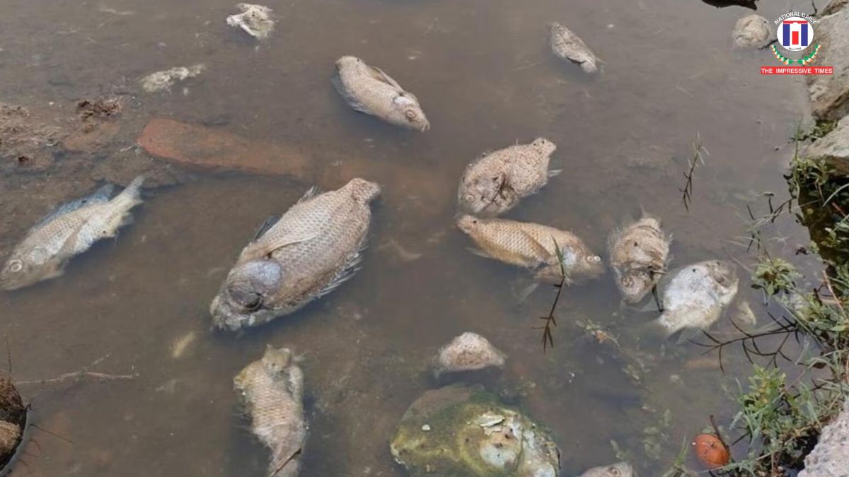 Toxic Waste Triggers Mass Fish Deaths in Najafgarh Drain Sparks Alarm Over Yamuna Pollution