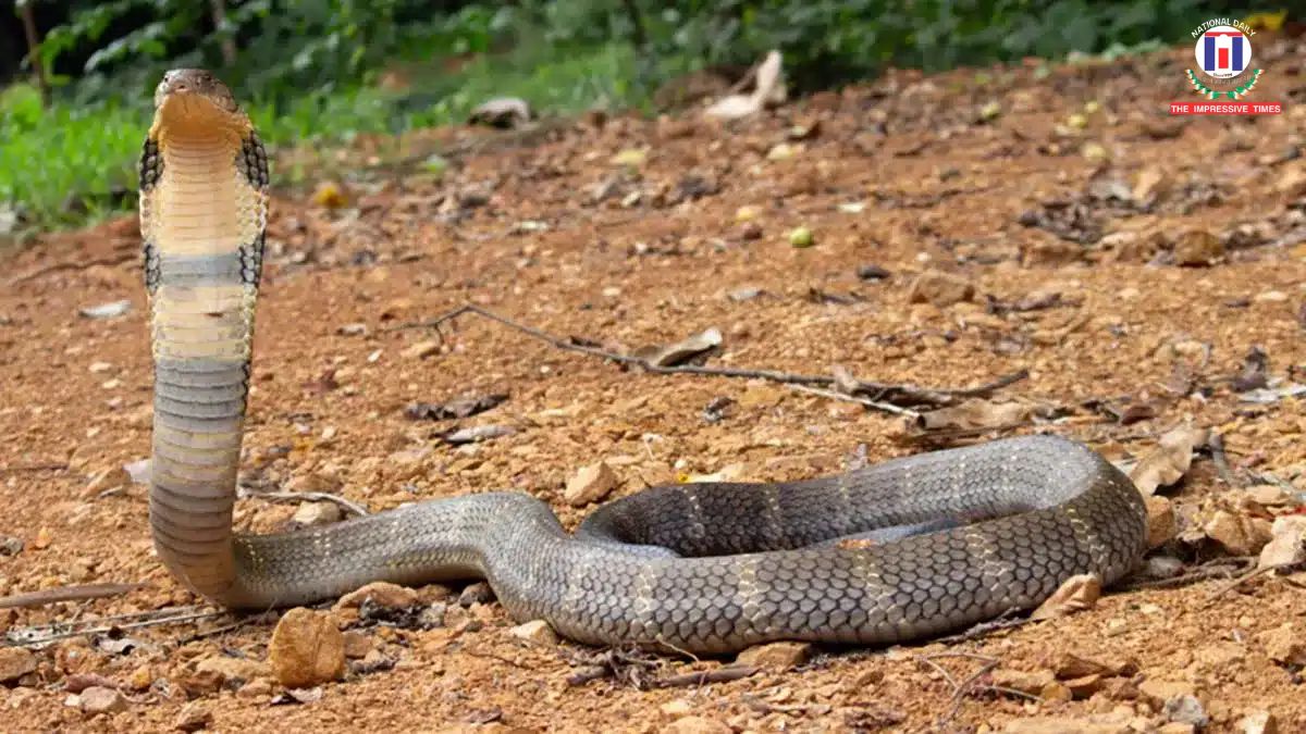 Kerala Snakebite Tragedy: 8-Year-Old Dies, Family Alleges Hospital Negligence