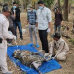 Tiger Death Toll Rises in Madhya Pradesh as Cub and Adult Found Dead