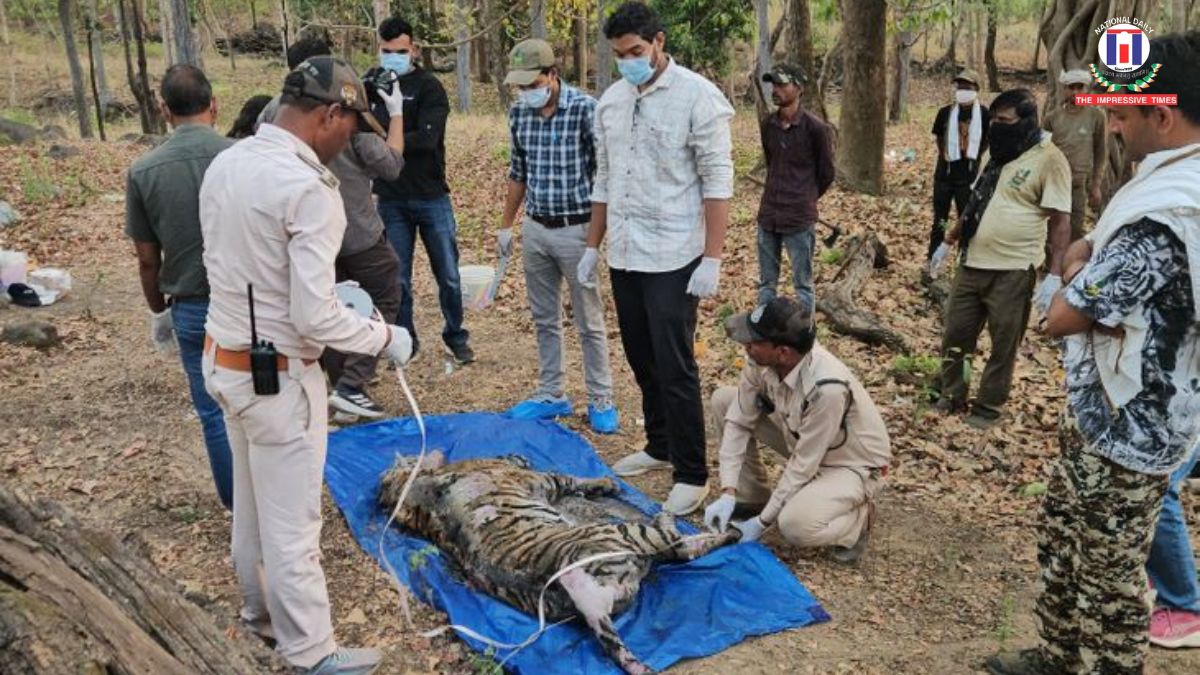 Tiger Death Toll Rises in Madhya Pradesh as Cub and Adult Found Dead