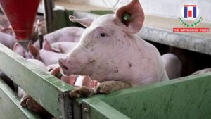 Spain’s Pork Sector Under Pressure as African Swine Fever Threatens Exports and Farmer Livelihoods
