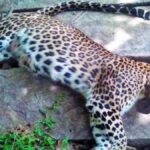 149 Leopard Deaths in Madhya Pradesh in 14 Months; Accidents Top Cause