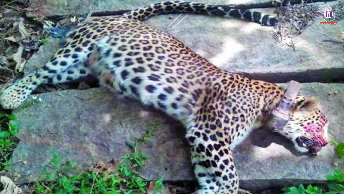 149 Leopard Deaths in Madhya Pradesh in 14 Months; Accidents Top Cause