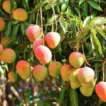 Mango Myths vs Facts: Does It Really Raise ‘Body Heat’?