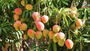 Mango Myths vs Facts: Does It Really Raise ‘Body Heat’?