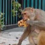 Monkey Intrusion Halts Takeoff at Lucknow Airport, Flight Delayed by Over an Hour