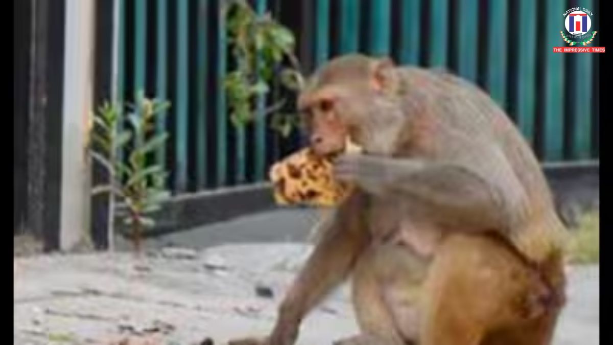 Monkey Intrusion Halts Takeoff at Lucknow Airport, Flight Delayed by Over an Hour
