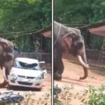 Kerala Temple Elephant Rampage Shocks Angamaly, Car Flipped in Viral Video