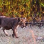 World Lion Day 2026: Asiatic lion population rises to 891, India celebrates conservation gains