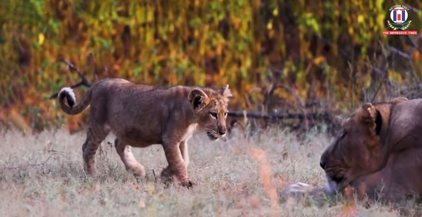 World Lion Day 2026: Asiatic lion population rises to 891, India celebrates conservation gains